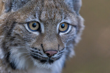 Junger Luchs im Herbst © Markus