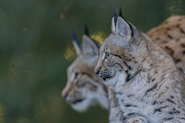 Junger Luchs  © Markus