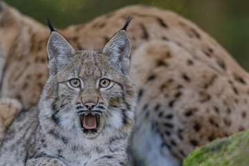 Junger Luchs im Herbst © Markus