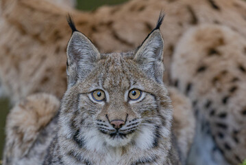 Junger Luchs im Herbst © Markus