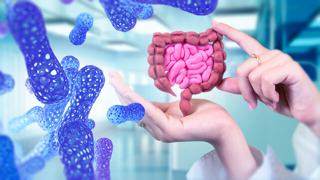 Gut microbiome research, intestinal model demonstrates beneficial bacteria, digestive health, probiotics and interaction between microorganisms and the human digestive system.