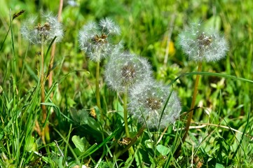 various fluffy dandelions flower photos © akif