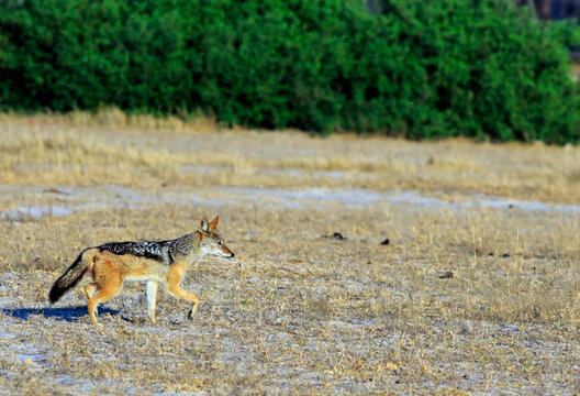 Jackal running across the African plains they are canids native to Africa and Eurasia. all jackals are opportunistic omnivores,  Hwange National Park, Zimbabwe