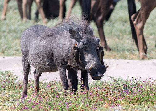 Warthog (Phacochoerus) with an oxpecker pecking close to his ear looking for bugs and mites, with out of focus wildebeest in the background, Hwnage National Park, Zimbabwe