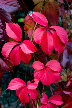 Parthenocissus quinquefolia o vite del canada con le sue foglie rosse autunnali