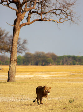 A yound adolescent male lion walking away from a tree across the African Plains. He is stalking prey in the distance.  Hwange National Park, Zimbabwe