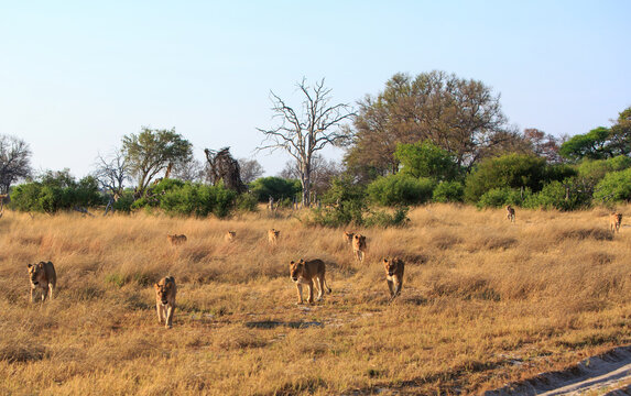Large Pride of Eleven Lions walking through the African Bush in Hwange National Park, Zimbabwe