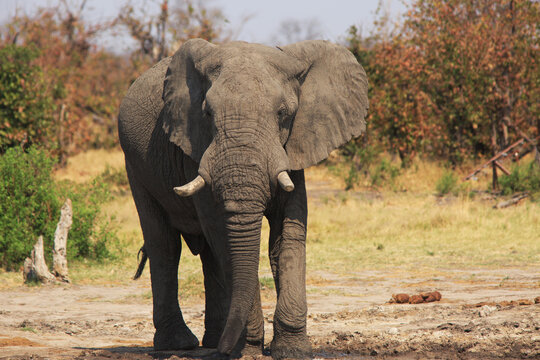 Close up full frame of a beautiful African Elephant standing with a natural woodland background, there is good sunlight and the Elephant is looking directly into camera, Hwange National Park, Zimbabwe