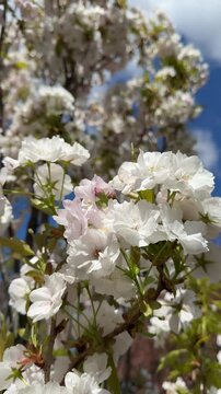 White spring blossom sakura tree vertical 