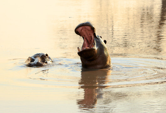 Hippopotamus yawning, with good view of teeth taken in the evening as sun was setting - Hwange National Park, Zimbabwe