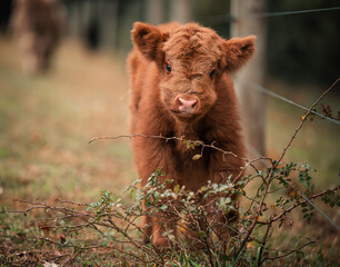 Fluffy red Highland calf peeking over a bramble in an autumn pasture © Lauren Webster