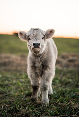 Cute pale cream Highland calf walking toward the camera in a pasture at golden hour © Lauren Webster
