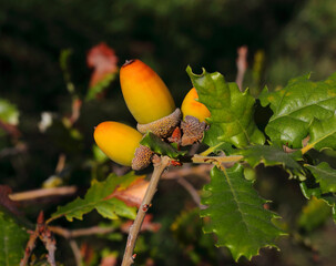 Autumn. Acorns ripening on a Portuguese Oak - Quercus faginea. Portugal. Selective focus, negative space for copy. © john copland