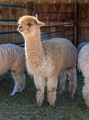 White alpacas on the farm near Aurora, Colorado © Faina Gurevich
