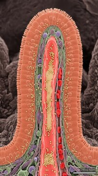 Intestinal lacteal vessel showing chyle absorption inside mucosal villus, demonstrating lymphatic capillary microcirculation, enterocyte layer, lipid transport.