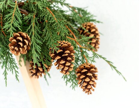 Close up of pine cones and evergreen branches against white background