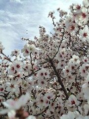 cherry blossom in spring © BAIDAAJEBRILMOHAM