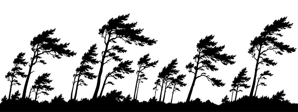 Windswept tree silhouette