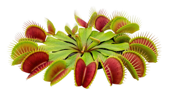 Venus flytrap plant in a compact natural growth form, vivid green traps with red interiors and sharply detailed toothed edges, photorealistic botanical photography, three-quarter view, tack-sharp