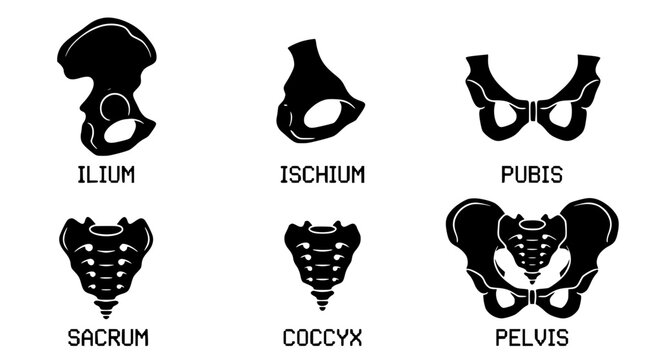 Black silhouette illustrations of human pelvic bone anatomy parts