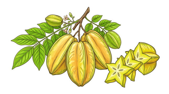 Cluster of ripe starfruits hanging on branch with green leaves and fresh juicy carambola slices botanical Vector art isolated on white