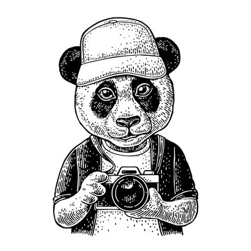 Giant panda character holding camera wearing baseball cap in hoodie hand drawn vintage engraving style isolated. Black and white vector clip art illustration of cool bear photographer taking a photo.