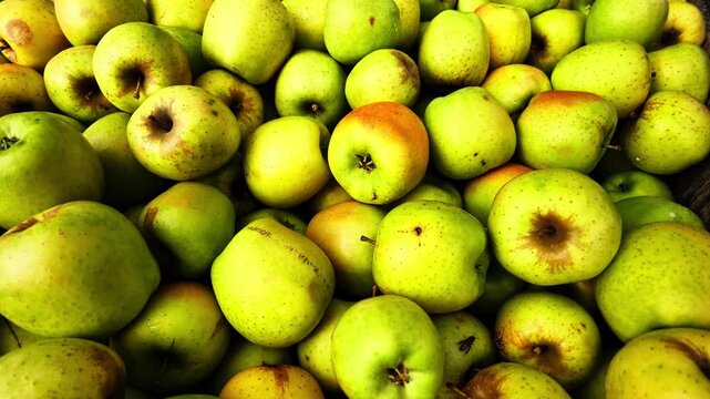 Close up view of a large pile of fresh green and red apples, some with blemishes, typical of a farm stand harvest in Vermont, USA.