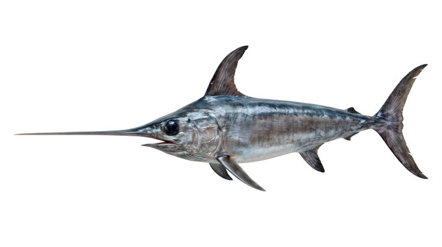 Swordfish, powerful adult swordfish with a long streamlined silver-gray body, exceptionally elongated flat swordlike upper jaw, tall curved dorsal fin, muscular narrow tail section and broad