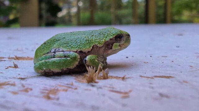 Gray Tree Frog winking in the Upper Peninsula of Michigan