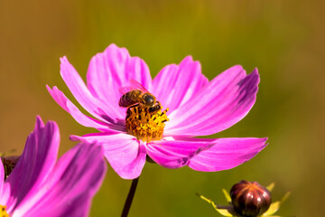 Pszczoła miodna (Apis mellifera) zbiera pyłek ze złotego środka jaskraworóżowego kwiatu (kosmos)   podczas żerowania jej skrzydła pozostają złożone wzdłuż ciała.  © Grzegorz