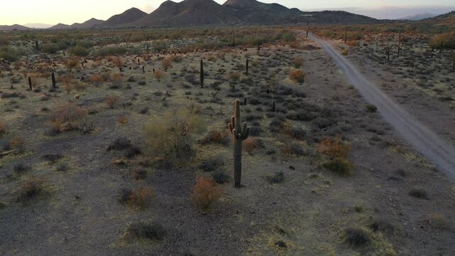 Aerial view of desert landscape with cacti and dirt road at sunset