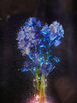 Raindrops blur a view of purple flowers through glass. Background fades in soft focus. Scene feels calm and slightly melancholic. Great for themes like nature, weather, or introspective moods