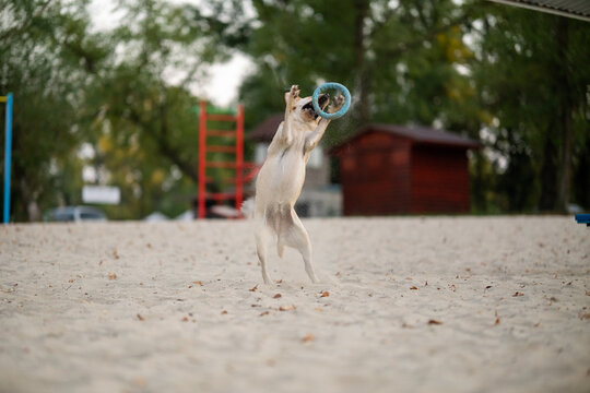 Active Labrador Retriever jumping to catch blue ring toy on sandy beach park