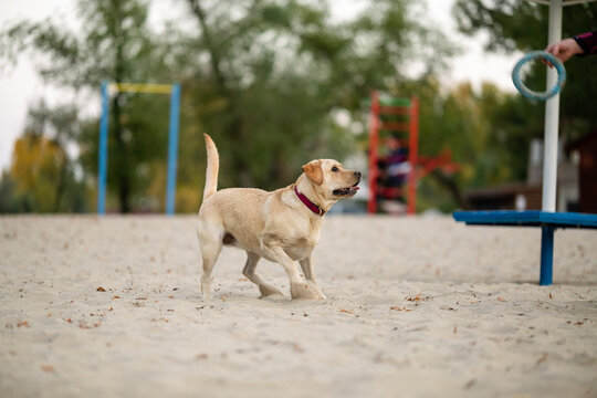 Active Labrador Retriever jumping to catch blue ring toy on sandy beach park