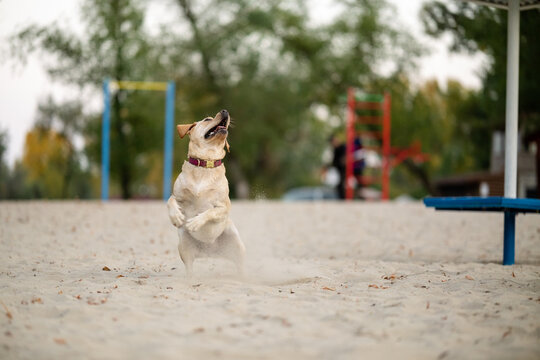 Active Labrador Retriever jumping to catch blue ring toy on sandy beach park