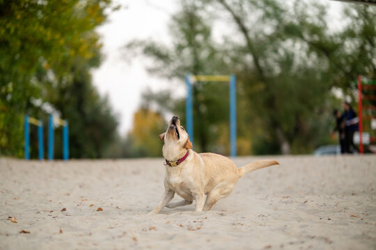 Active Labrador Retriever jumping to catch blue ring toy on sandy beach park