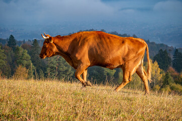 krowa © piotrwolak