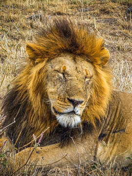 Male lion resting in dry grass during a Kenya safari