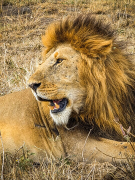 Male lion resting in dry grass during a Kenya safari