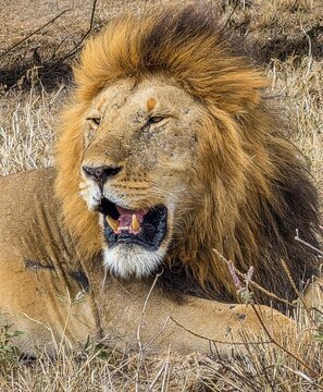 Male lion roaring in dry grass during a Kenya safari