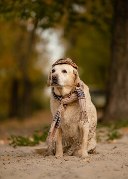 Cute Labrador Retriever dog wearing plaid flat cap and scarf in autumn park