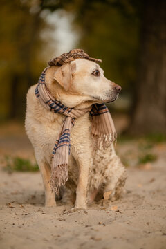 Cute Labrador Retriever dog wearing plaid flat cap and scarf in autumn park