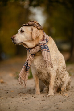 Cute Labrador Retriever dog wearing plaid flat cap and scarf in autumn park