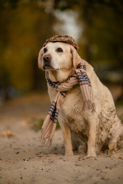 Cute Labrador Retriever dog wearing plaid flat cap and scarf in autumn park