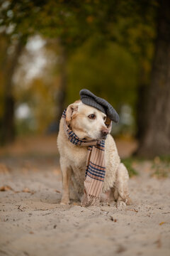 Cute Labrador Retriever dog wearing striped flat cap and scarf in autumn park