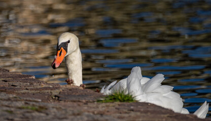 Curious Mute Swan Peeking Over a Stone Wall at a Lake © Marrow83