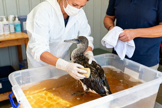 Wildlife rescuers wash an oiled seabird in a rehabilitation facility