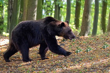 Brown bear in the forest © Janusz