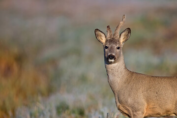 Buck deer in a clearing, a portrait © Janusz