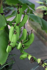 bananas on a tree © HickoryView